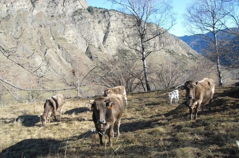 Casa Rural Casa Colom Espot Eksteriør bilde